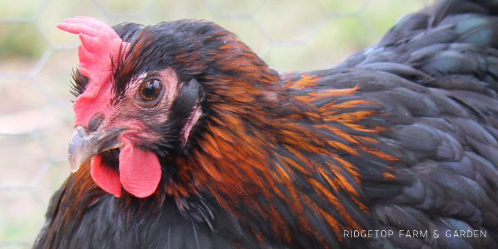 Ridgetop Farm and Garden | Our Flock | Chicken Breeds | Black Copper Marans