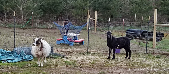 Ridgetop Farm and Garden | Poultry and Homesteading Faire | Spring 2017 | Oregon