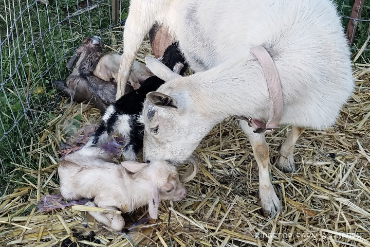 Ridgetop Farm and Garden | Nigerian Dwarf Goats | Our First Kidding