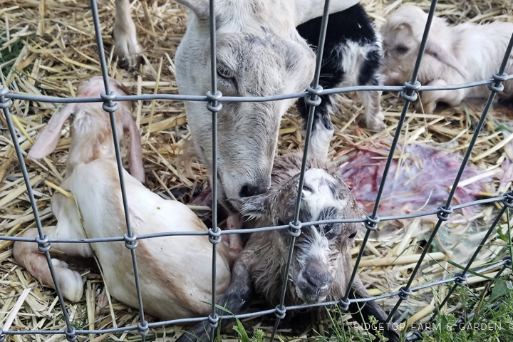 Ridgetop Farm and Garden | Nigerian Dwarf Goats | Our First Kidding