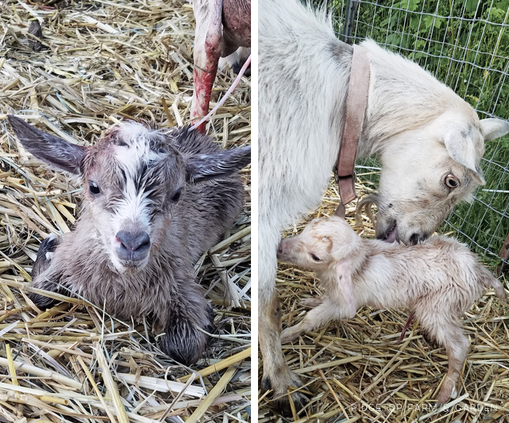Ridgetop Farm and Garden | Nigerian Dwarf Goats | Our First Kidding