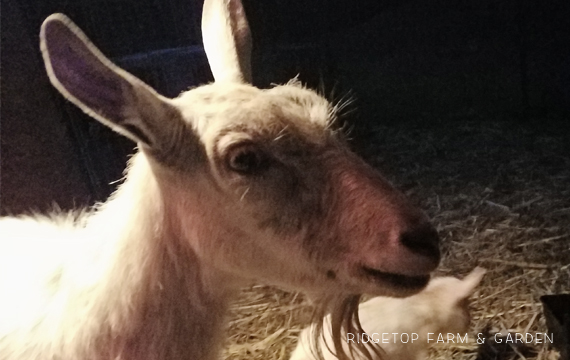 Ridgetop Farm and Garden | Nigerian Dwarf Goats | Our First Kidding