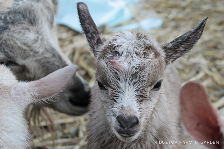 Ridgetop Farm and Garden | Nigerian Dwarf Goats | Our First Kidding