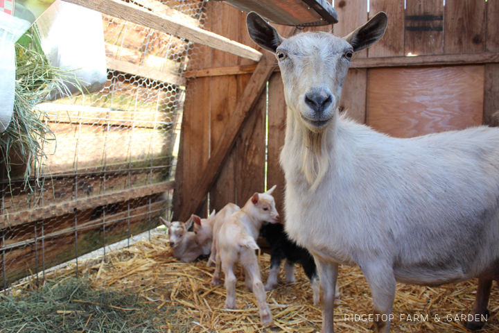 Ridgetop Farm and Garden | Nigerian Dwarf Goats | Our First Kidding