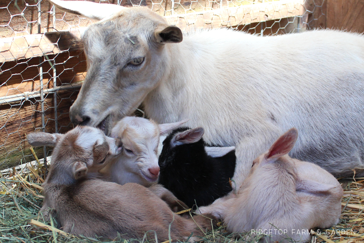 Ridgetop Farm and Garden | Nigerian Dwarf Goats | Our First Kidding