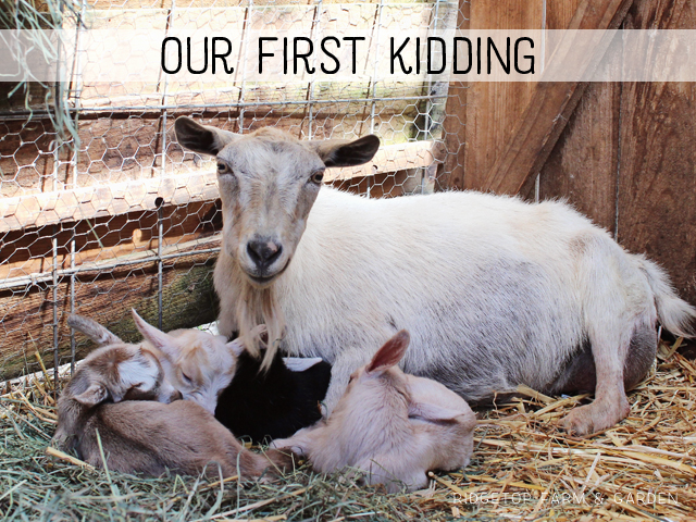 Ridgetop Farm and Garden | Nigerian Dwarf Goats | Our First Kidding