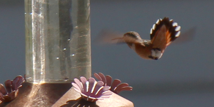 Ridgetop Farm and Garden | Birds 'Round Here | Rufous Hummingbird