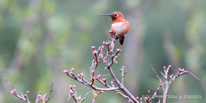 Ridgetop Farm and Garden | Birds 'Round Here | Rufous Hummingbird