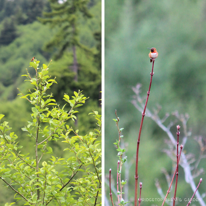 Ridgetop Farm and Garden | Birds 'Round Here | Rufous Hummingbird