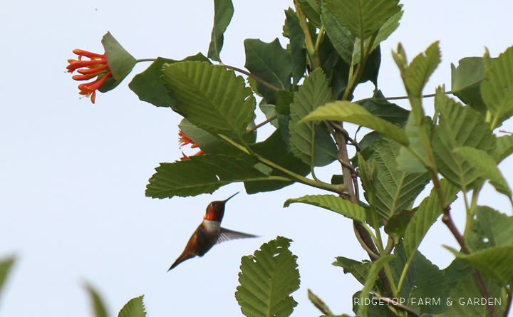 Ridgetop Farm and Garden | Birds 'Round Here | Rufous Hummingbird