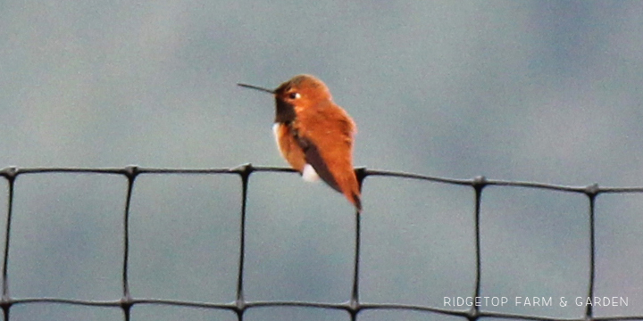 Ridgetop Farm and Garden | Birds 'Round Here | Rufous Hummingbird