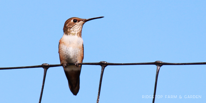 Ridgetop Farm and Garden | Birds 'Round Here | Rufous Hummingbird