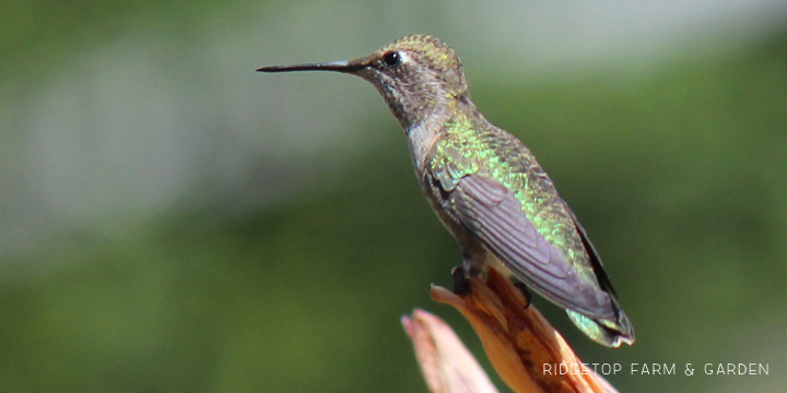 Ridgetop Farm and Garden | Birds 'Round Here | Rufous Hummingbird