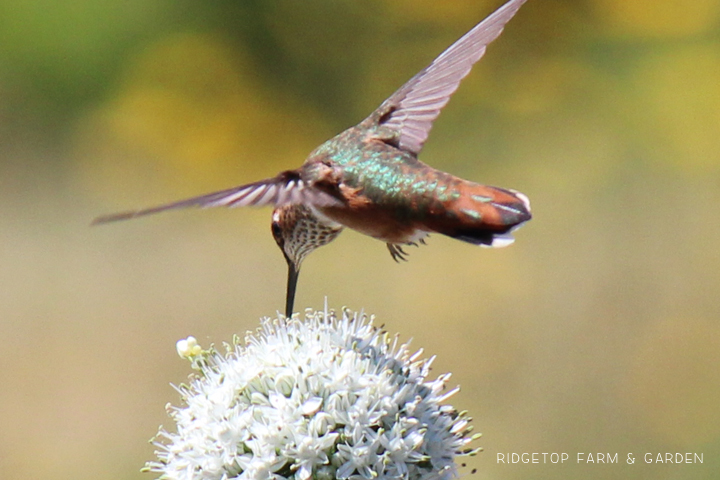 Ridgetop Farm and Garden | Birds 'Round Here | Rufous Hummingbird