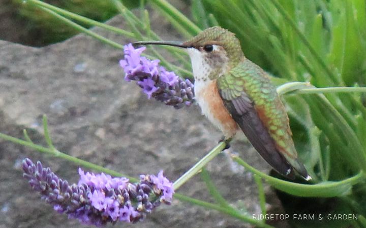 Ridgetop Farm and Garden | Birds 'Round Here | Rufous Hummingbird