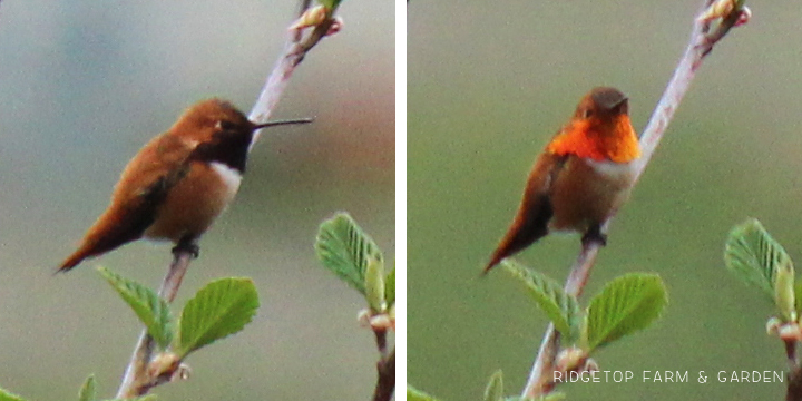 Ridgetop Farm and Garden | Birds 'Round Here | Rufous Hummingbird