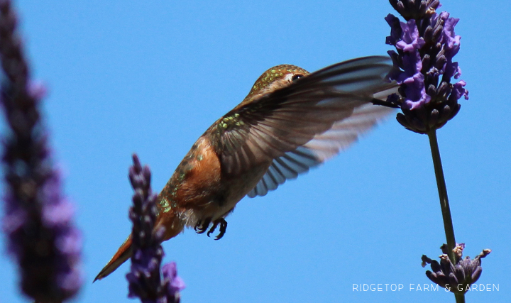 Ridgetop Farm and Garden | Birds 'Round Here | Rufous Hummingbird