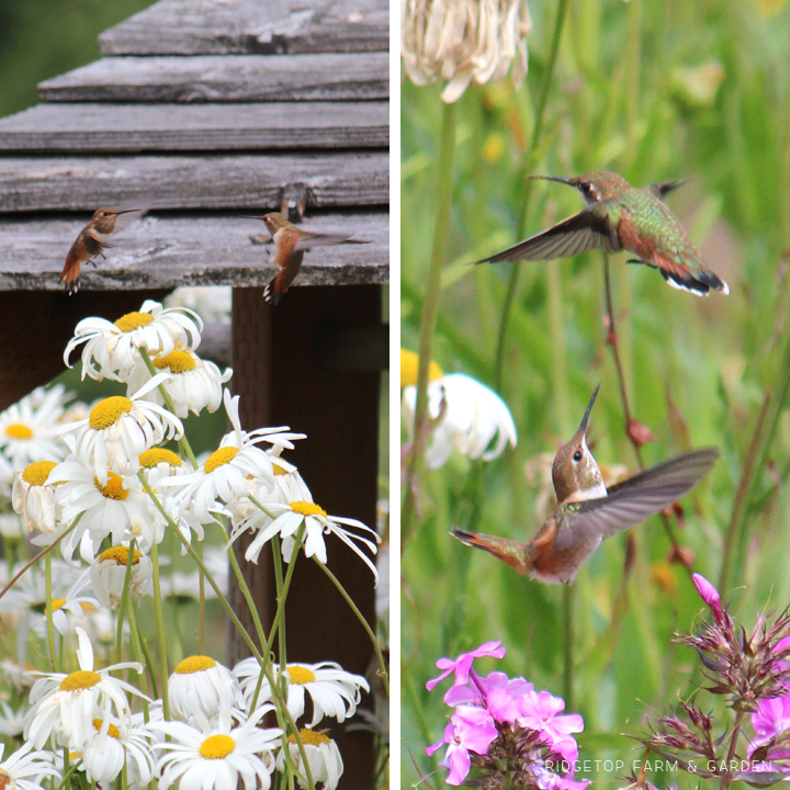 Ridgetop Farm and Garden | Birds 'Round Here | Rufous Hummingbird