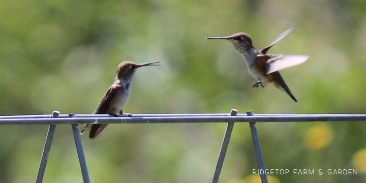 Ridgetop Farm and Garden | Birds 'Round Here | Rufous Hummingbird