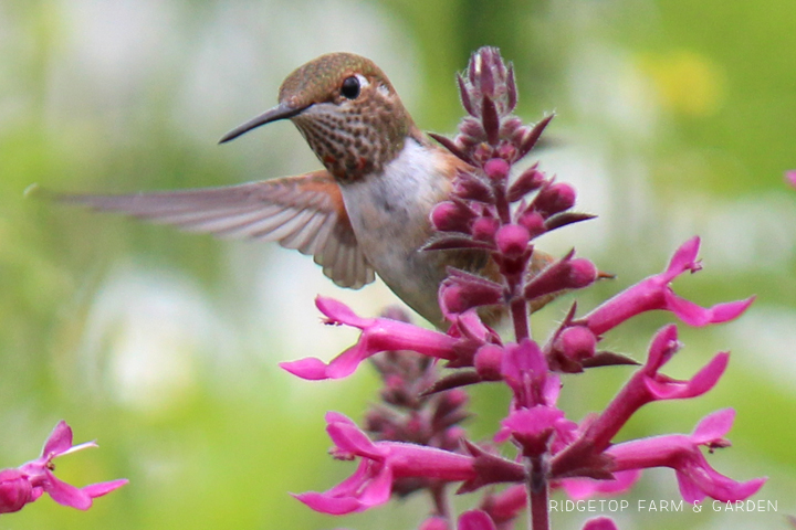 Ridgetop Farm and Garden | Birds 'Round Here | Rufous Hummingbird