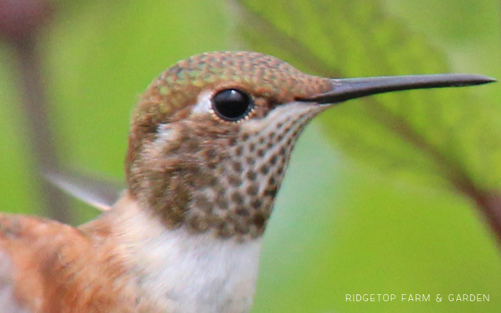 Ridgetop Farm and Garden | Birds 'Round Here | Rufous Hummingbird