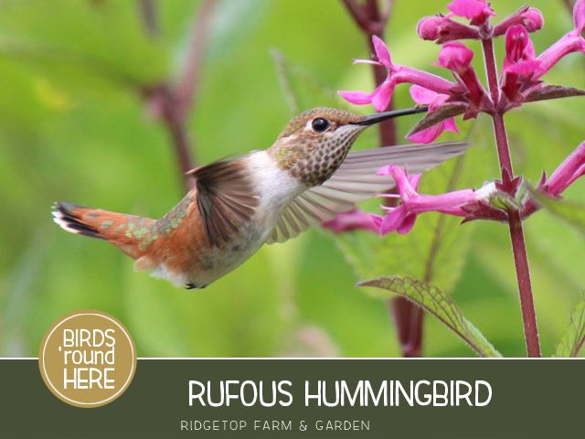 Ridgetop Farm and Garden | Birds 'Round Here | Rufous Hummingbird