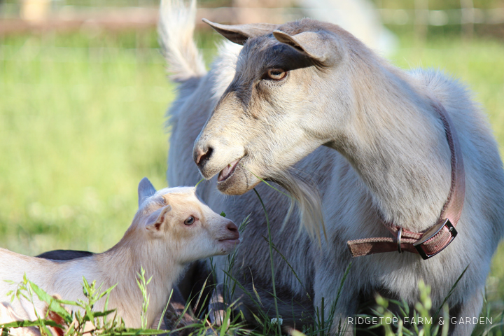 Ridgetop Farm and Garden | Our Goat Herd | Nigerian Dwarf Goat | Willow | Goats for Sale Hillsboro Oregon