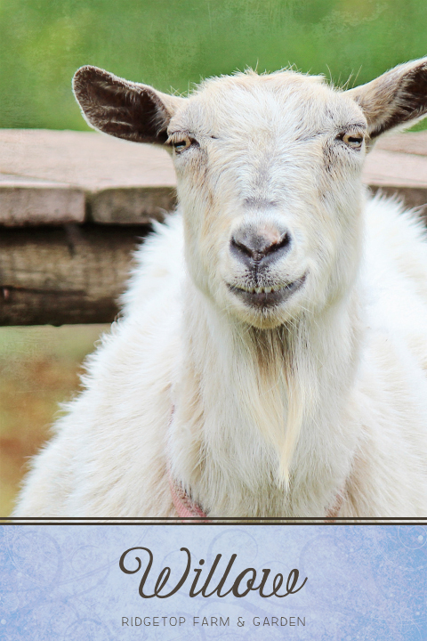 Ridgetop Farm and Garden | Our Goat Herd | Nigerian Dwarf Goat | KK Snowd'N Edith | Willow