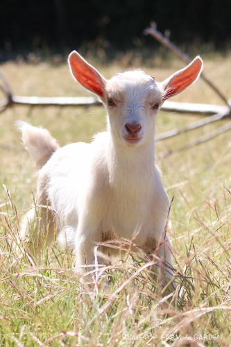 Ridgetop Farm and Garden | Nigerian Dwarf Goat | For Sale