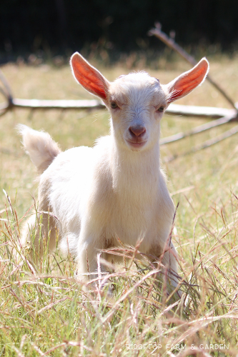 Ridgetop Farm and Garden | Nigerian Dwarf Goat | For Sale