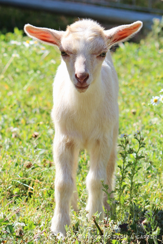 Ridgetop Farm and Garden | Nigerian Dwarf Goat | For Sale