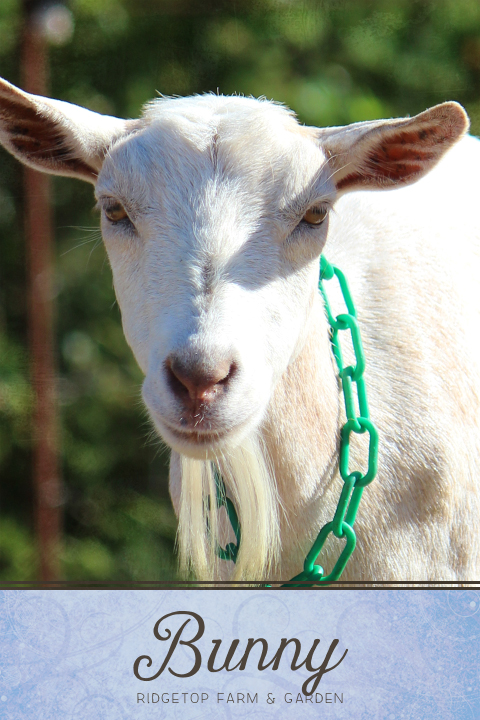 Ridgetop Farm and Garden | Our Goat Herd | Nigerian Dwarf Goat | Diji Farm Meredith | Bunny