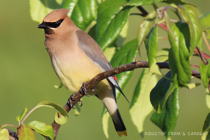 Ridgetop Farm and Garden | Birds 'Round Here | Cedar Waxwing