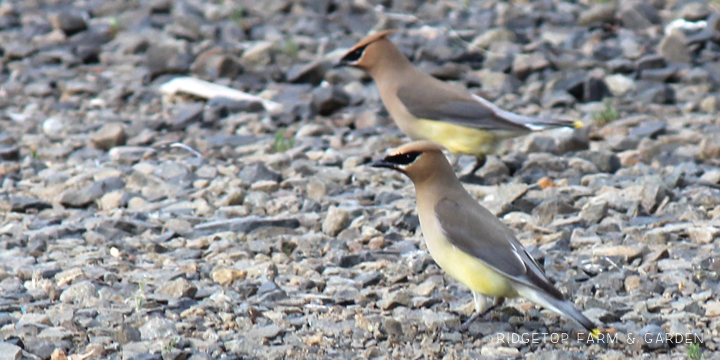 Ridgetop Farm and Garden | Birds 'Round Here | Cedar Waxwing