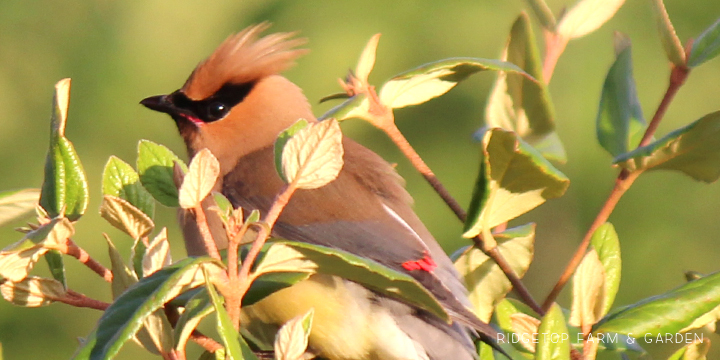 Ridgetop Farm and Garden | Birds 'Round Here | Cedar Waxwing