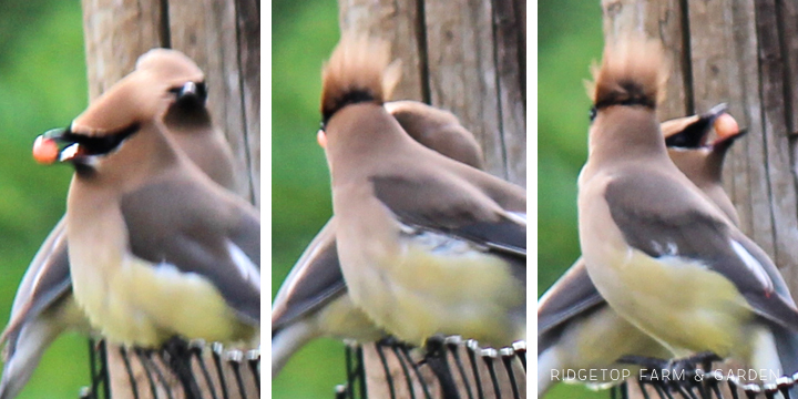 Ridgetop Farm and Garden | Birds 'Round Here | Cedar Waxwing