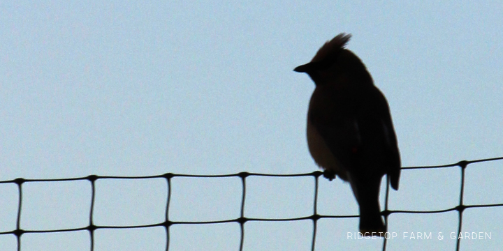 Ridgetop Farm and Garden | Birds 'Round Here | Cedar Waxwing