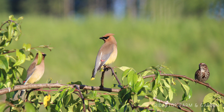 Ridgetop Farm and Garden | Birds 'Round Here | Cedar Waxwing