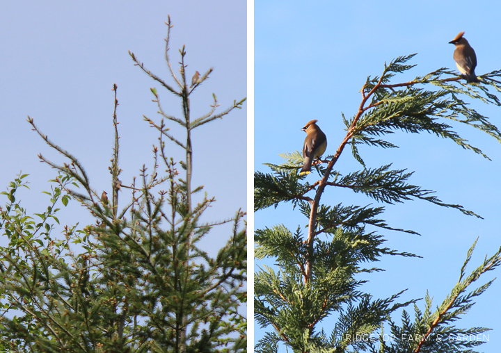 Ridgetop Farm and Garden | Birds 'Round Here | Cedar Waxwing