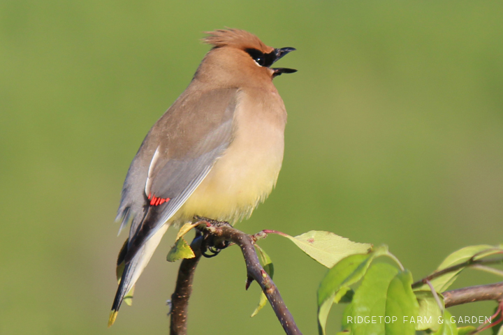 Ridgetop Farm and Garden | Birds 'Round Here | Cedar Waxwing