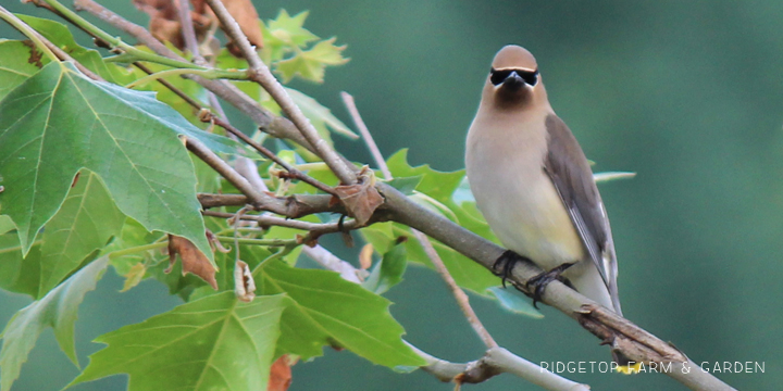 Ridgetop Farm and Garden | Birds 'Round Here | Cedar Waxwing