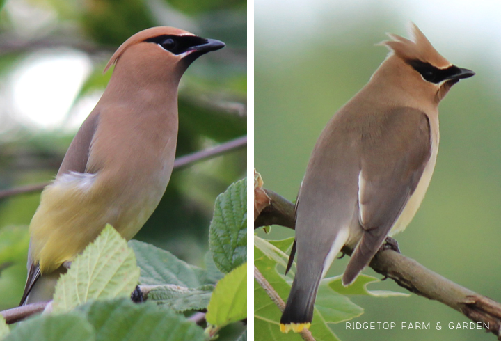 Ridgetop Farm and Garden | Birds 'Round Here | Cedar Waxwing