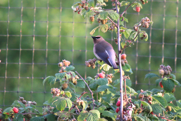 Ridgetop Farm and Garden | Birds 'Round Here | Cedar Waxwing