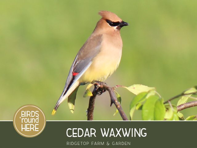Ridgetop Farm and Garden | Birds 'Round Here | Cedar Waxwing