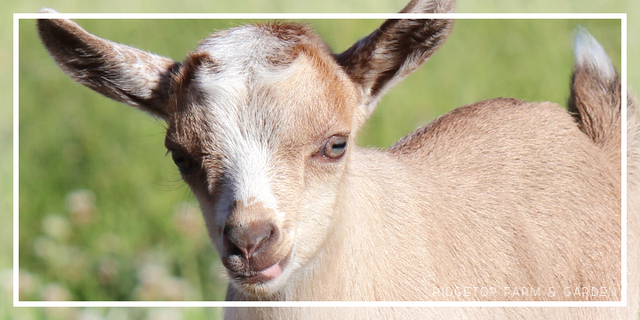 Ridgetop Farm and Garden | Nigerian Dwarf Goat | Sales Policy