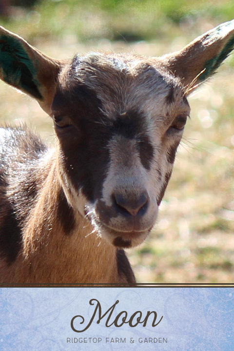 Ridgetop Farm and Garden