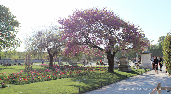 Ridgetop Farm and Garden | Travel | Paris | TUILERIES GARDEN