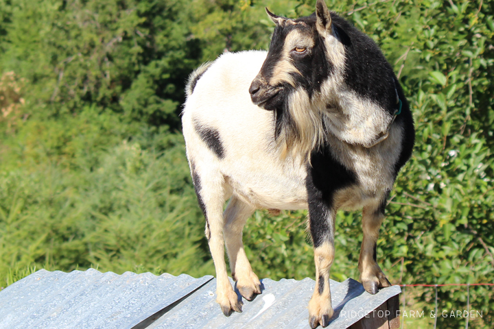 Ridgetop Farm and Garden | Our Goat Herd | Nigerian Dwarf Goat | Tamarack