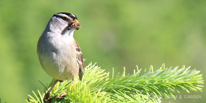 Ridgetop Farm and Garden | Birds 'Round Here | White-crowned Sparrow