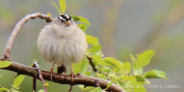 Ridgetop Farm and Garden | Birds 'Round Here | White-crowned Sparrow